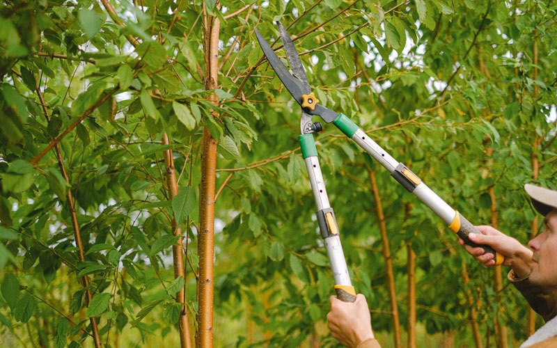 Tree trimming in Bisbee, ND