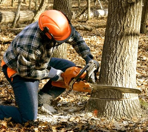 Tree Removal in Bisbee, ND
